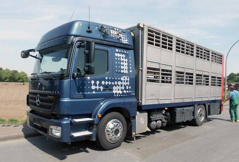 Прицеп для перевозки крупного рогатого скота из Белоруссия, Могилев в Россия, Тамбов