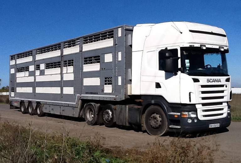 Аренда скотовоза для крупного рогатого скота из Екатеринбурга в Челябинск