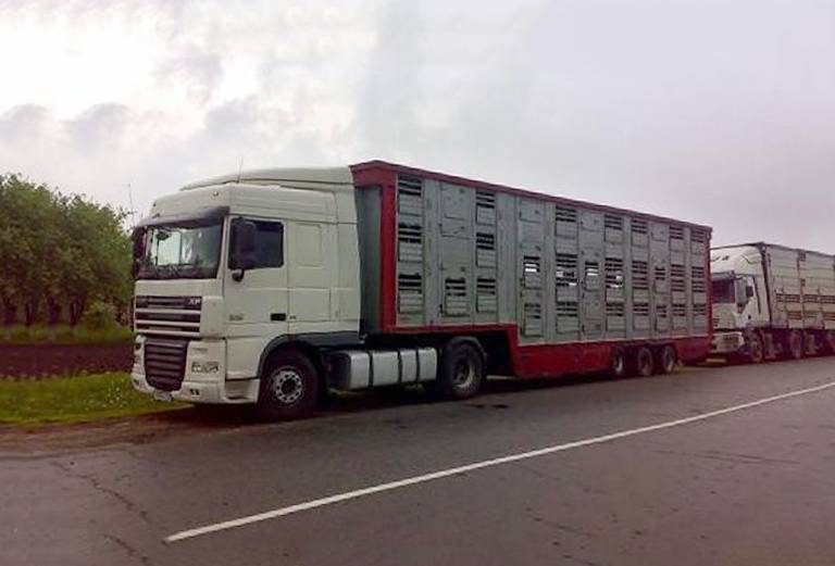Заказать скотовоз для крупного рогатого скота из Приютного в Новомарьевскую